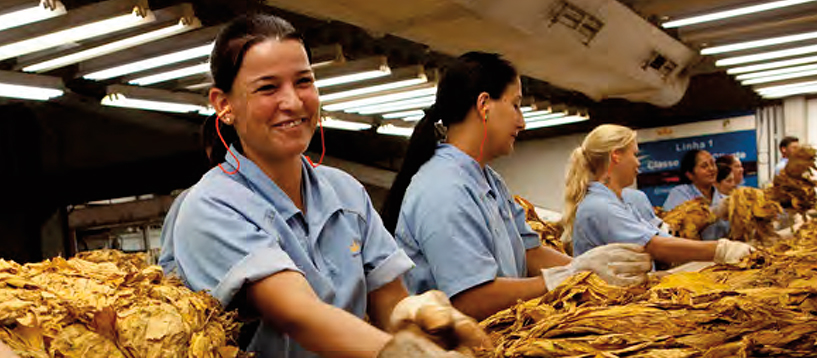 Tobacco conveyor belt in processing